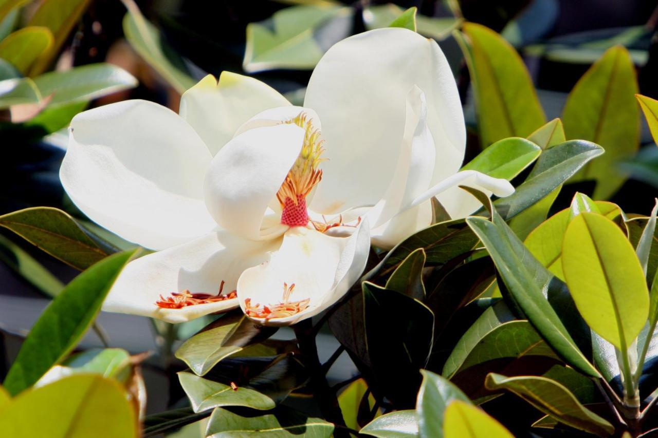 Pousada Villa Magnolia São João del Rei エクステリア 写真